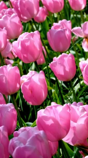 ブルーミングピンクのチューリップは ヨーロッパの庭としても知られるケンケホフの花園に花を咲かせました 世界最大の花園の一つ オランダのリス カメラパン — ストック動画