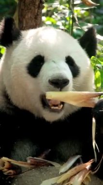 Çin turistik cazibesi - dev panda bambu yiyor. Chengdu, Sichuan, Çin