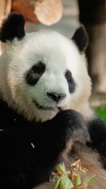 Çin turistik cazibesi - dev panda bambu yiyor. Chengdu, Sichuan, Çin