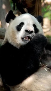 Çin turistik cazibesi - dev panda bambu yiyor. Chengdu, Sichuan, Çin