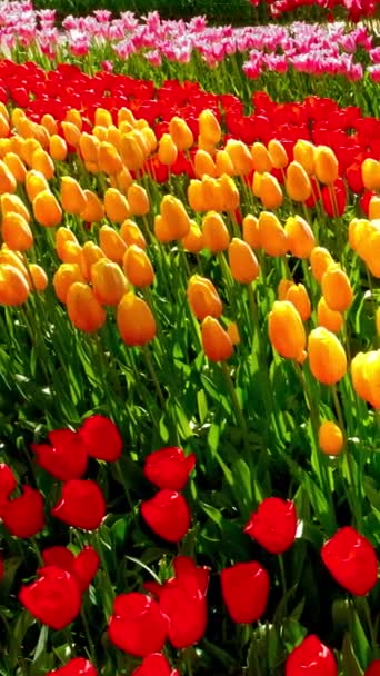 ブルーミングチューリップは ヨーロッパの庭としても知られるケンケホフの花園に花を咲かせました 世界最大の花園の一つ オランダのリス カメラパン — ストック動画