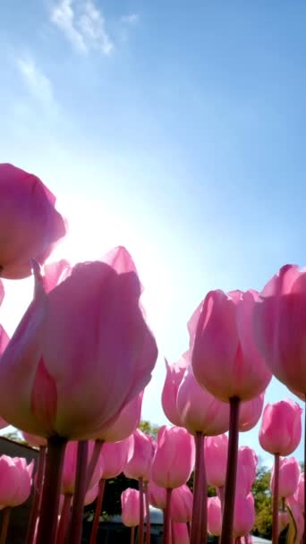 Ανθισμένες Ροζ Τουλίπες Λουλούδια Ενάντια Μπλε Ουρανό Φόντο Τον Ήλιο — Αρχείο Βίντεο