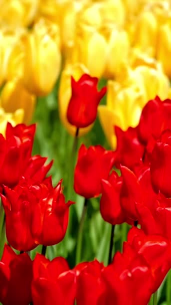 Los Tulipanes Florecientes Florecen Jardín Flores Keukenhof También Conocido Como — Vídeos de Stock