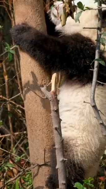 Cachorro Oso Panda Gigante Trepando Árbol Chengdu Sichuan China — Vídeo de stock