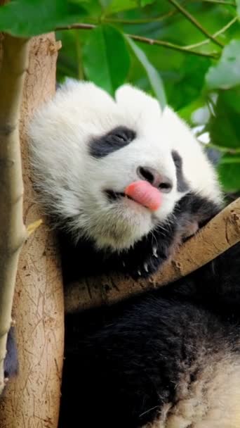 Filhote Urso Panda Gigante Numa Árvore Chengdu Sichuan China — Vídeo de Stock