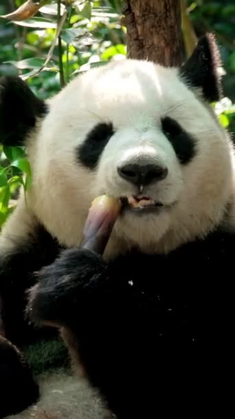Kínai Turisztikai Attrakció Óriás Panda Medve Eszik Bambusz Chengdu Szecsuán — Stock videók