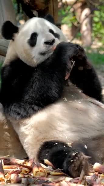 Atração Turística Chinesa Urso Panda Gigante Comendo Bambu Chengdu Sichuan — Vídeo de Stock