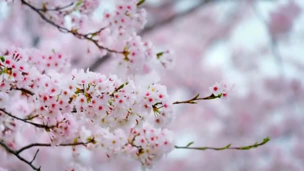 Blühende Sakura Kirschblüte Hintergrund Südkorea — Stockvideo