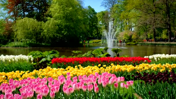 キューケンホフ咲くチューリップ花壇と花の庭 世界最大の花の庭園の一つ リッセ オランダ — ストック動画