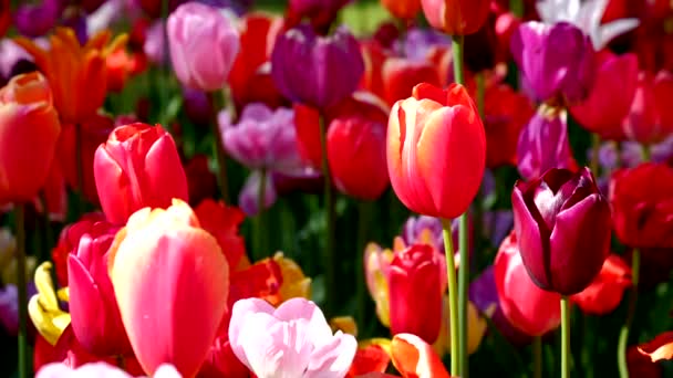 Blooming Tulips Flowerbed Close Lisse Netherlands — Stock Video