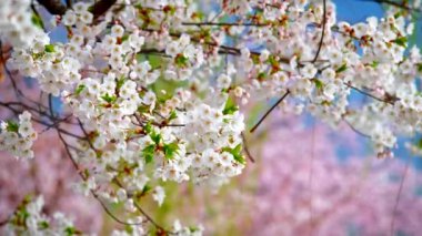 Çiçek açan sakura kiraz çiçeği arka plan bahar, Güney Kore