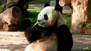 Çin turistik cazibesi - dev panda bambu yiyor. Chengdu, Sichuan, Çin