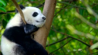 Ağaçtaki dev panda yavrusu. Chengdu, Sichuan, Çin
