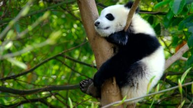 Ağaçtaki dev panda yavrusu. Chengdu, Sichuan, Çin