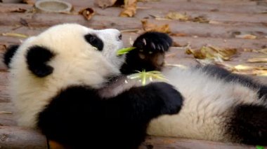 Çin turistik cazibesi - dev panda yavrusu bambu yiyor. Chengdu, Sichuan, Çin