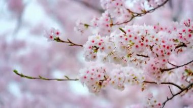 Çiçek açan sakura kiraz çiçeği arka plan, Güney Kore