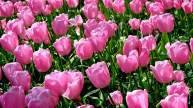 Avrupa Bahçesi olarak da bilinen Keukenhof çiçek bahçesinde çiçek açan pembe laleler. Dünyanın en büyük çiçek bahçelerinden biri. Lisse, Hollanda..