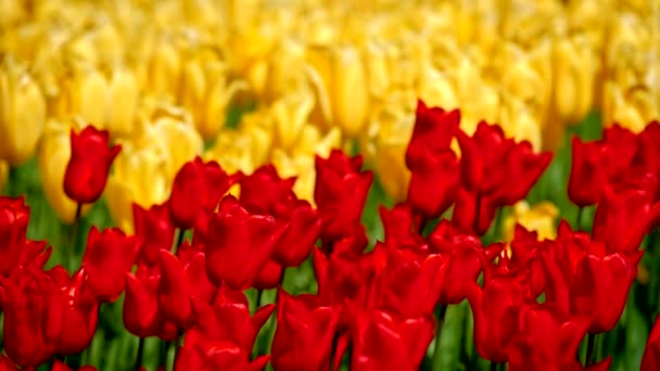 Ανθισμένες Τουλίπες Που Ανθίζουν Στον Κήπο Λουλούδια Keukenhof Γνωστό Και — Αρχείο Βίντεο