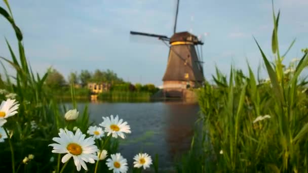 オランダの田舎の村の風景 オランダの有名な観光地キンダイクで背景に風車を持つデイジーな花と草 キンダイク オランダ — ストック動画