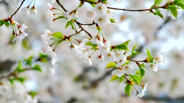 Blommande Sakura Körsbär Blomma Våren Närbild Sydkorea — Stockvideo