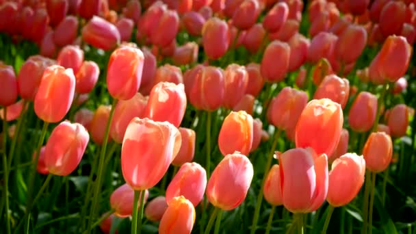 Цветущие Клумбы Тюльпанов Вблизи Цветнике Кеукенхоф Известном Сад Европы Один — стоковое видео