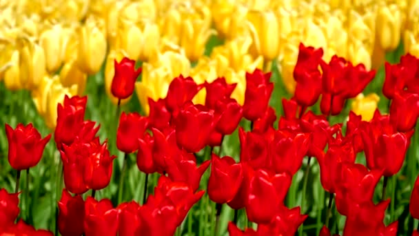 Цветущие Клумбы Тюльпанов Цветнике Кеукенхоф Известном Сад Европы Один Крупнейших — стоковое видео