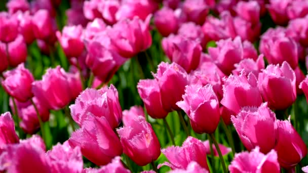 ヨーロッパの庭とも呼ばれるKeukenhofフラワーガーデンに咲くピンクのチューリップ 世界最大の花畑の1つ リスト オランダ — ストック動画
