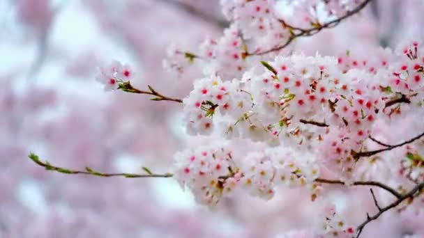 Kwitnienie Sakura Kwiat Wiśni Tle Korea Południowa — Wideo stockowe