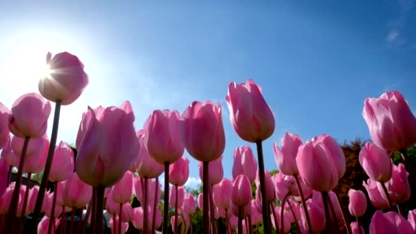 Ανθισμένες Ροζ Τουλίπες Λουλούδια Ενάντια Μπλε Ουρανό Φόντο Τον Ήλιο — Αρχείο Βίντεο