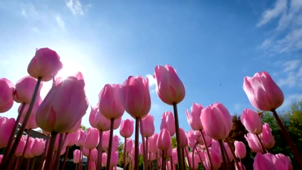 ピンクのチューリップの花を太陽と青空の背景に咲かせます 世界最大の花畑の一つである花の庭のKeukenhof リスト オランダ — ストック動画