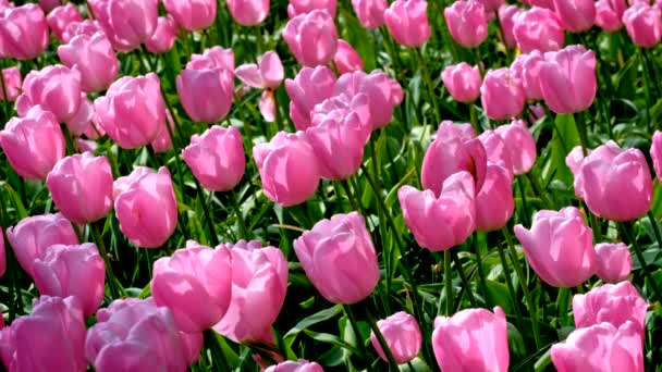 Цветущие Розовые Тюльпаны Клумба Keukenhof Цветочный Сад Известный Сад Европы — стоковое видео