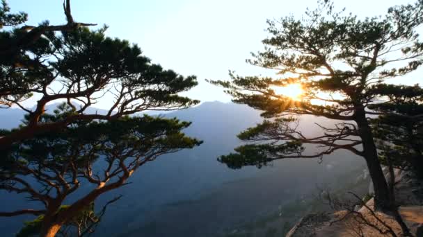 松の木を通して日没の日 蔚山岩 ソラクサン国立公園 — ストック動画