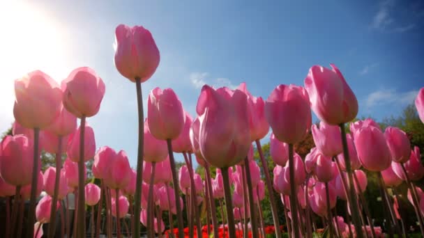 青い空の背景に太陽とブルーのチューリップを咲かせます 世界最大の花園であるケンケホフの花園 オランダ — ストック動画