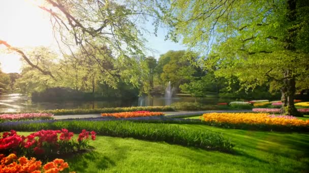 Jardin Fleuri Keukenhof Avec Parterres Tulipes Fleurs Des Grands Jardins — Video