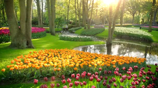 キューケンホフ咲くチューリップ花壇と花の庭 世界最大の花の庭園の一つ リッセ オランダ — ストック動画