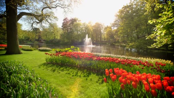 チューリップの花壇や噴水が咲く花の庭のKeukenhof 世界最大の花畑の1つ リスト オランダ — ストック動画
