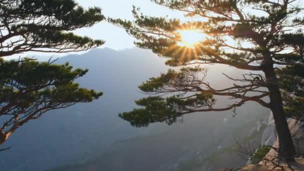 Zon Bij Zonsondergang Door Dennenbomen Ulsanbawi Rots Seoraksan National Park — Stockvideo