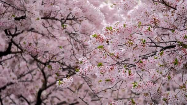 Kwitnący Tło Kwiat Wiśni Sakura Wiosnę Korea Południowa — Wideo stockowe