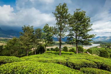 Kerala Hindistan Seyahat arka plan - yeşil çay tarlaları munnar, kerala, Hindistan