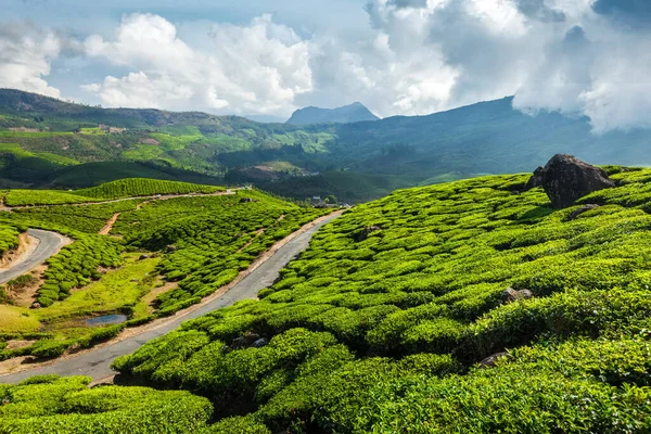 Керала Индия Путешествия Фон Дорога Зеленых Чайных Плантаций Горах Муннаре Стоковое Фото