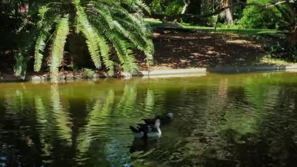 Patos Moscovitas Estanque Jardín Botánico Tropical Lisboa Portugal — Vídeos de Stock