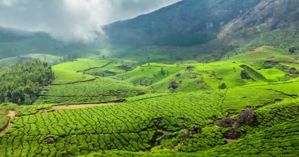 Timelapse Plantações Chá Verde Munnar Kerala Índia Com Pan — Vídeo de Stock