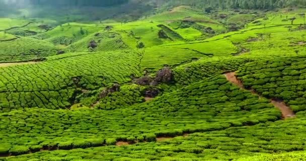 Timelapse Plantações Chá Verde Munnar Kerala Índia Com Efeito Zoom — Vídeo de Stock