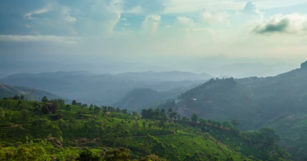 Včasná Doba Výsadby Zeleného Čaje Při Západu Slunce Státě Kerala — Stock video