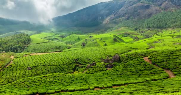 Timelapse Des Plantations Thé Vert Munnar Kerala Inde — Video