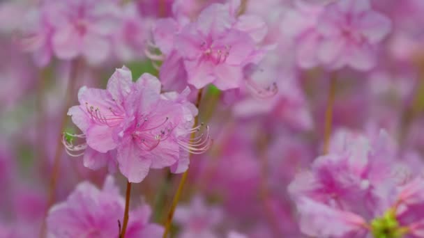Rhododendron Mucronulatum Aka Koreanischer Rhododendron Oder Koreanische Rosenblüte Nahaufnahme Makro — Stockvideo