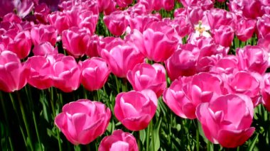 Çiçek açan laleler yakında çiçek açmış. Lisse, Hollanda..