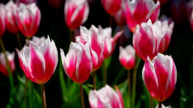 Çiçek açan laleler yakında çiçek açmış. Lisse, Hollanda..