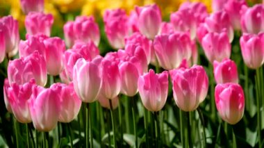 Çiçek açan laleler yakında çiçek açmış. Lisse, Hollanda..