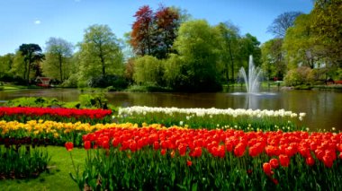 Keukenhof çiçek bahçesi. Çiçek açan lale çiçekleri ve çeşmeleri var. Dünyanın en büyük çiçek bahçelerinden biri. Lisse, Hollanda..